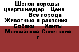 Щенок породы  цвергшнауцер › Цена ­ 30 000 - Все города Животные и растения » Собаки   . Ханты-Мансийский,Советский г.